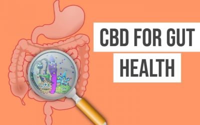 Thoughts On CBD Oil For Gut Health