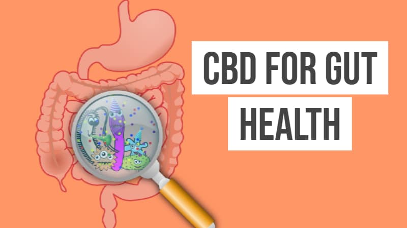 CBD-for-gut-health