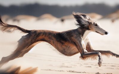 Sloughi,( Arabian Greyhound)