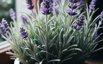 Lavender (Lavandula) a versatile herb