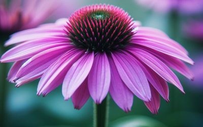 Echinacea everything you need to know