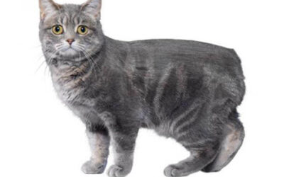 Manx Cat (Taillessness)
